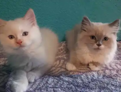 ragdoll Perser Kitten suchen ein schönes Zuhause