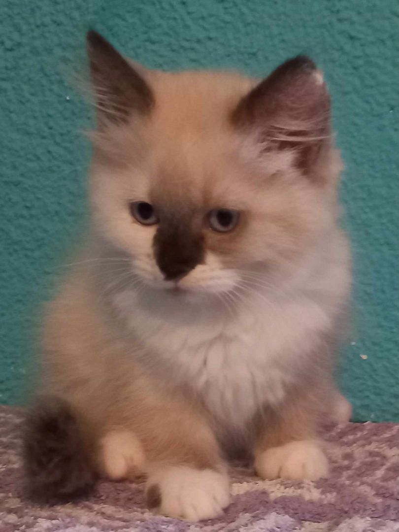 ragdoll Perser Kitten suchen ein schönes Zuhause