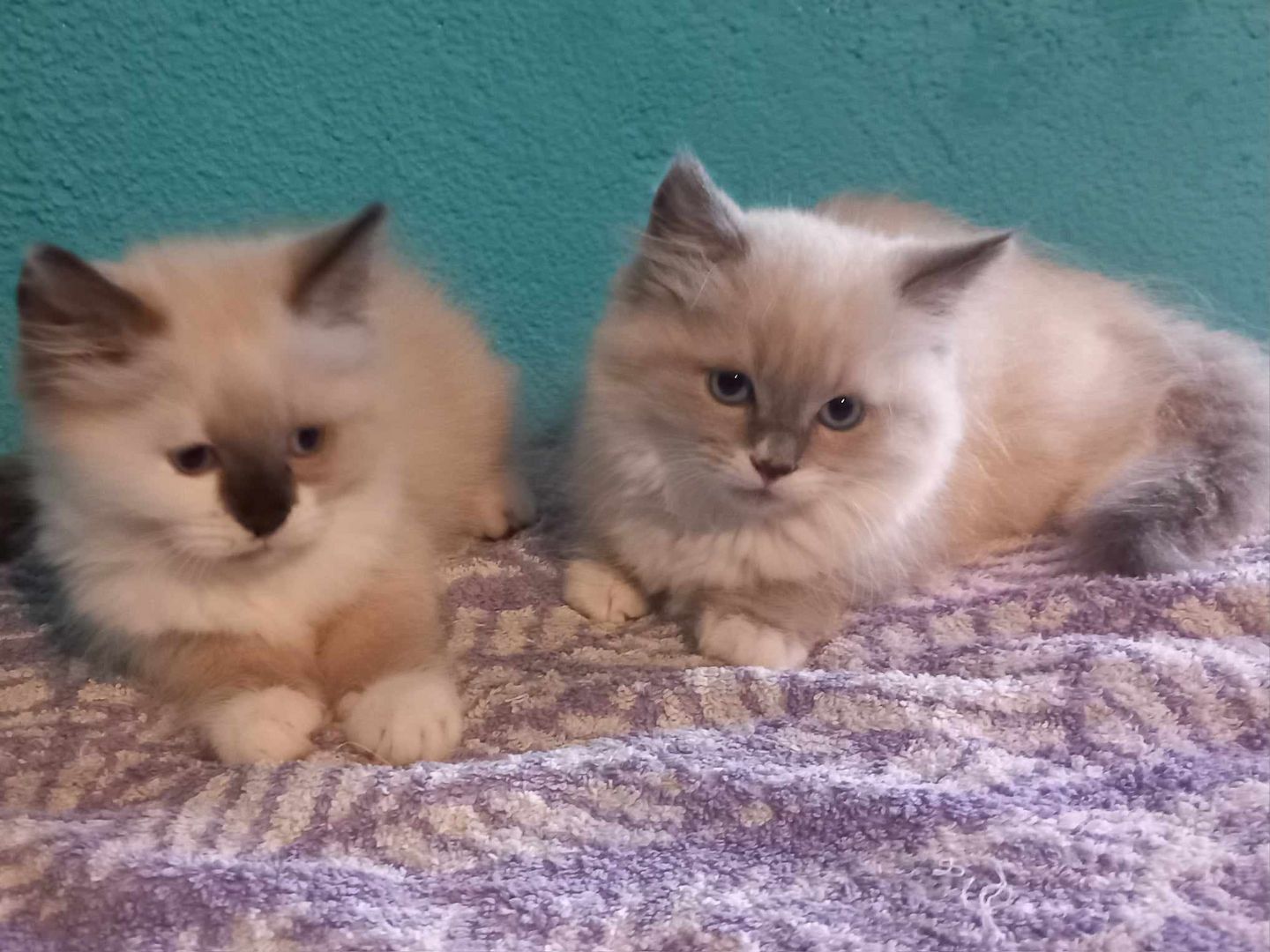 ragdoll Perser Kitten suchen ein schönes Zuhause