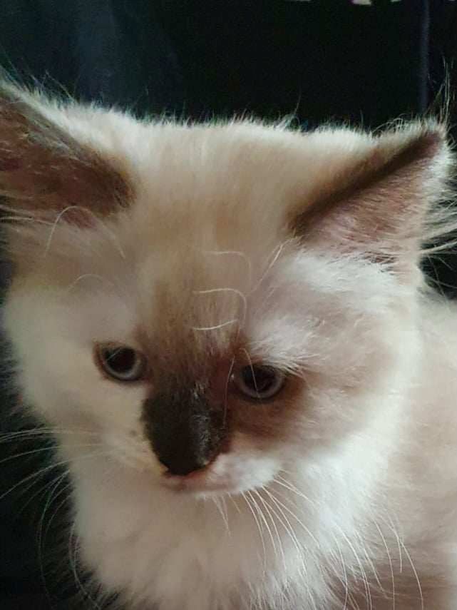 ragdoll Perser Kitten suchen ein schönes Zuhause