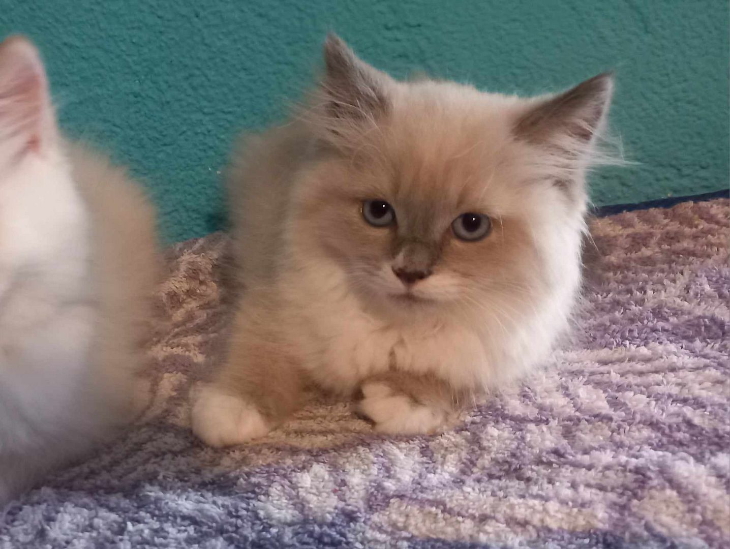 ragdoll Perser Kitten suchen ein schönes Zuhause