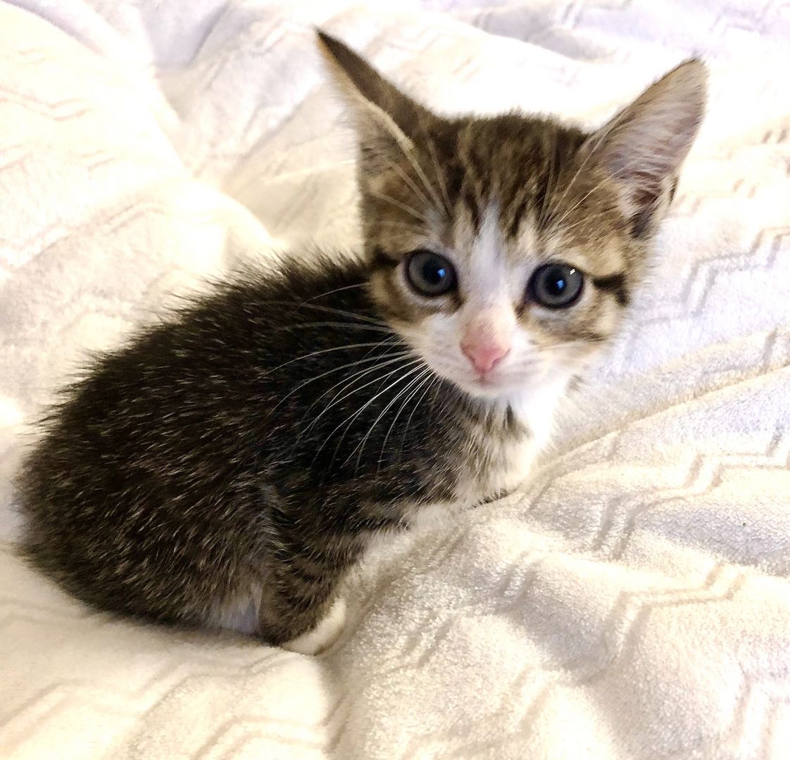 Babykatze 6 Wochen alt Hauskatze