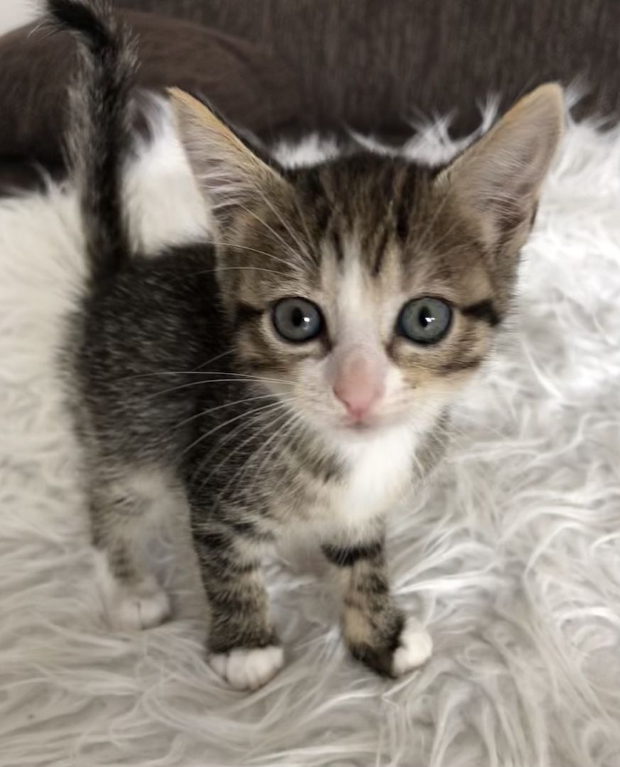 Babykatze 6 Wochen alt Hauskatze