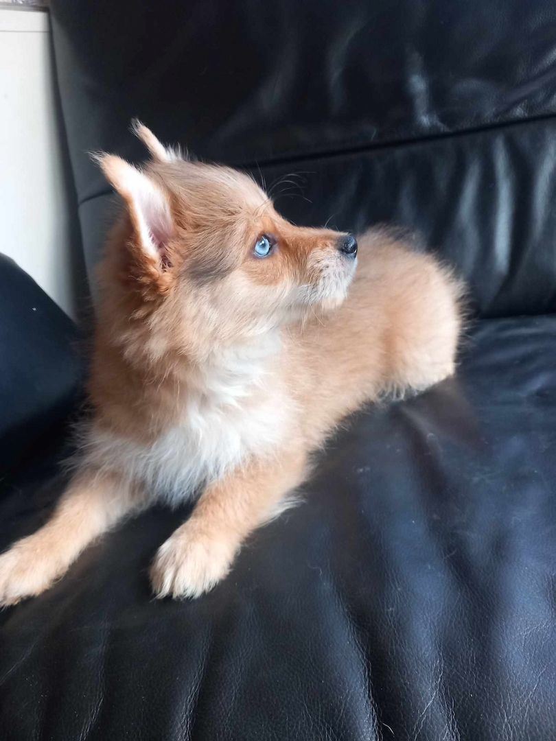 Yorkipom Welpen Yorkipom Welpen