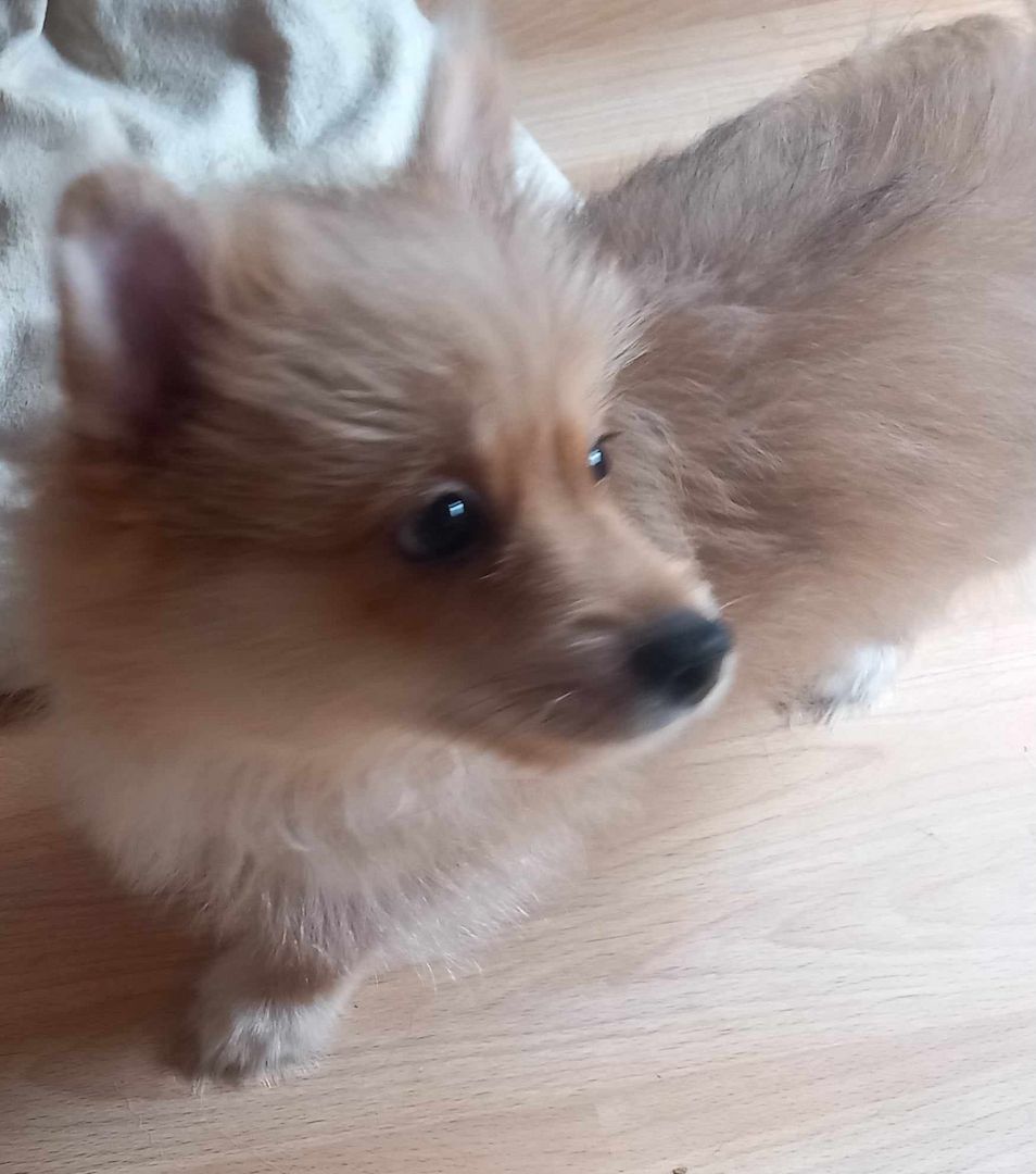 Yorkipom Welpen Yorkipom Welpen