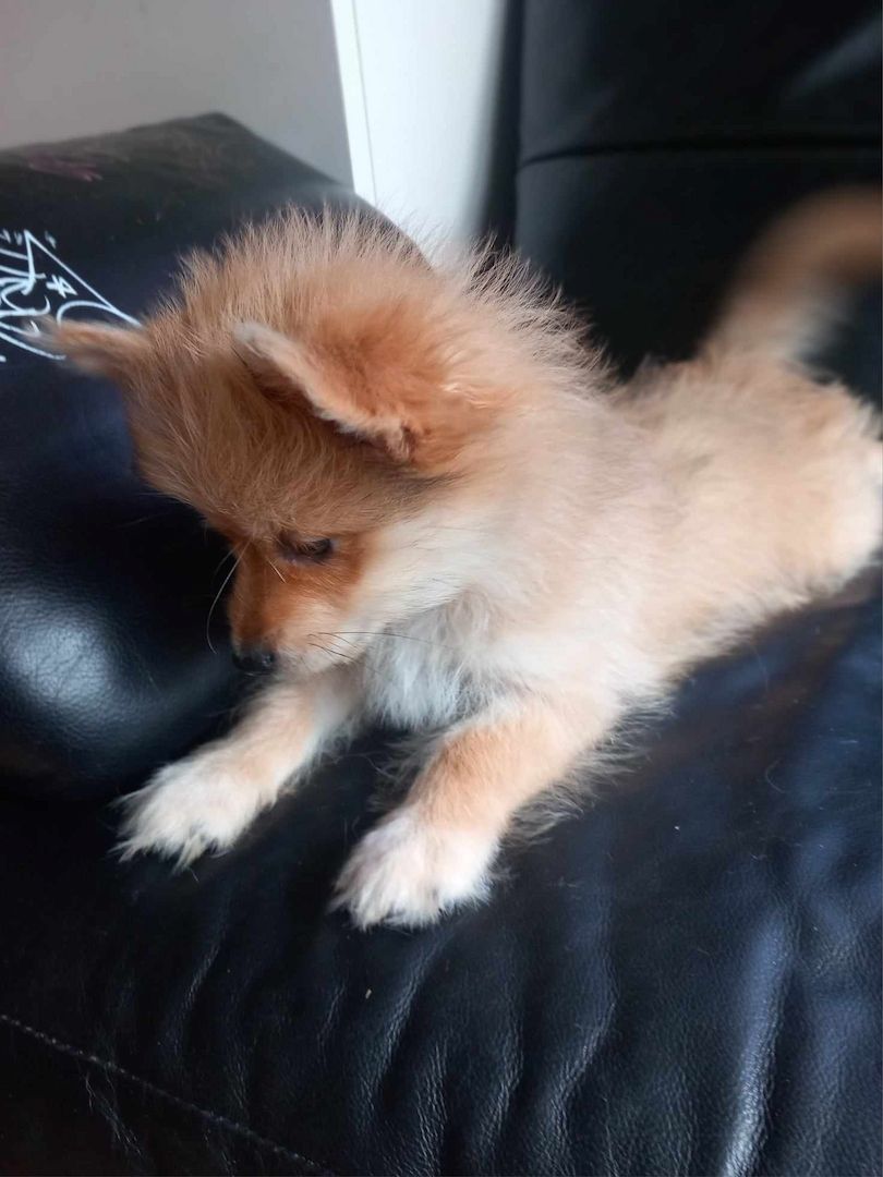 Yorkipom Welpen Yorkipom Welpen