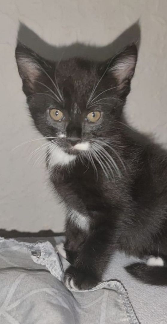 Kätzchen ab der 12woche abzugeben