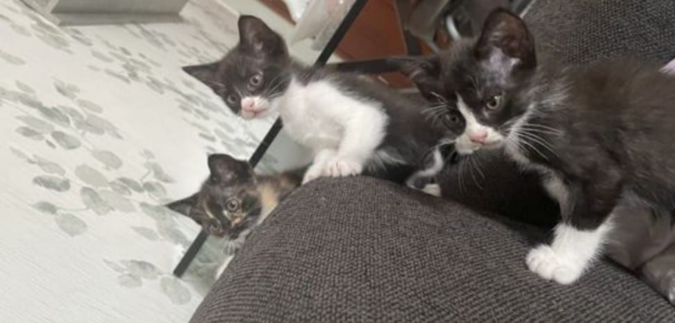 Kätzchen ab der 12woche abzugeben