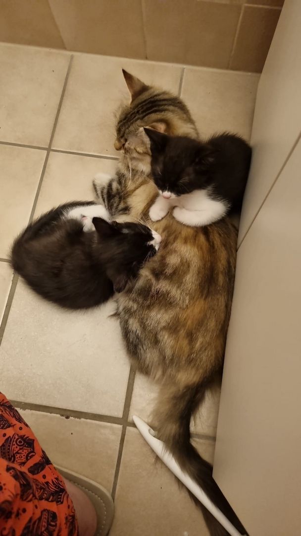 Kätzchen ab der 12woche abzugeben