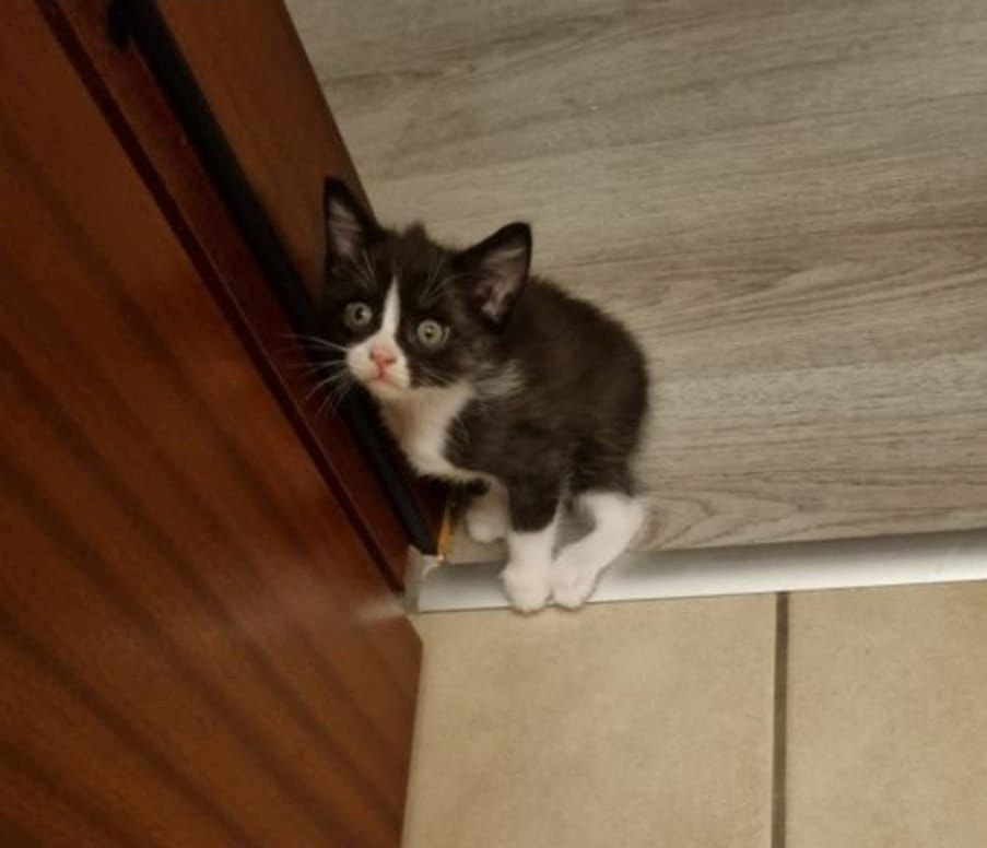 Kätzchen ab der 12woche abzugeben