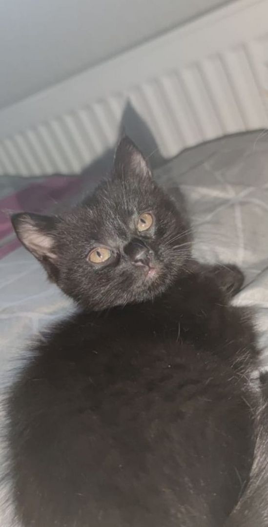 Kätzchen ab der 12woche abzugeben