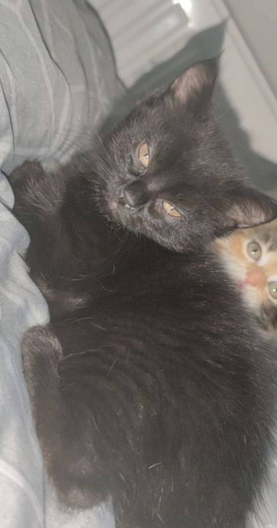 Kätzchen ab der 12woche abzugeben