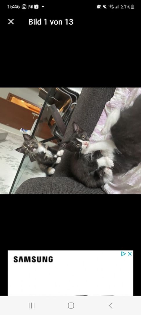 Kätzchen ab der 12woche abzugeben