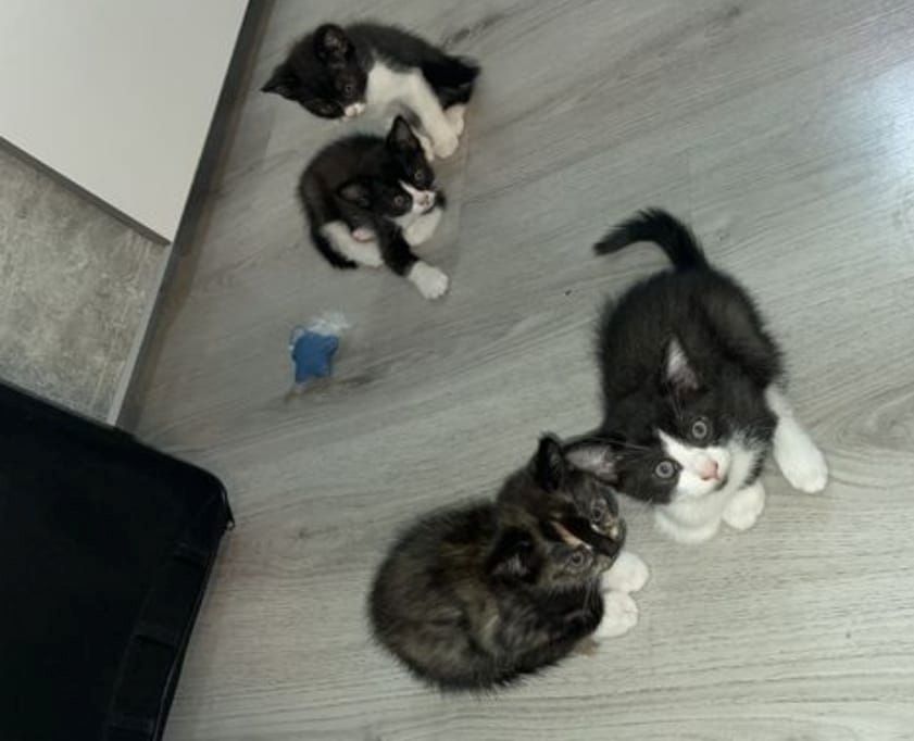 Kätzchen ab der 12woche abzugeben