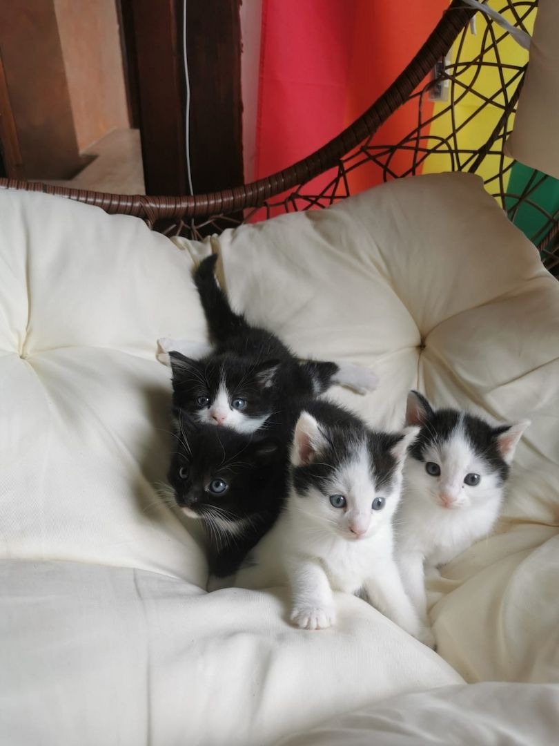 Maine Coon Mix Kitten