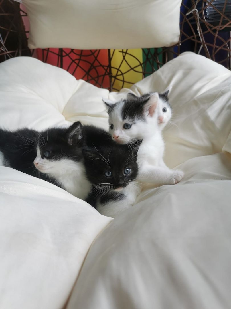 Maine Coon Mix Kitten