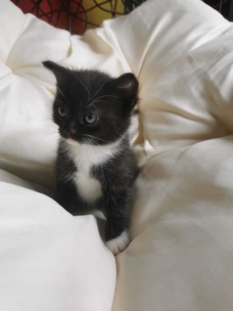 Maine Coon Mix Kitten