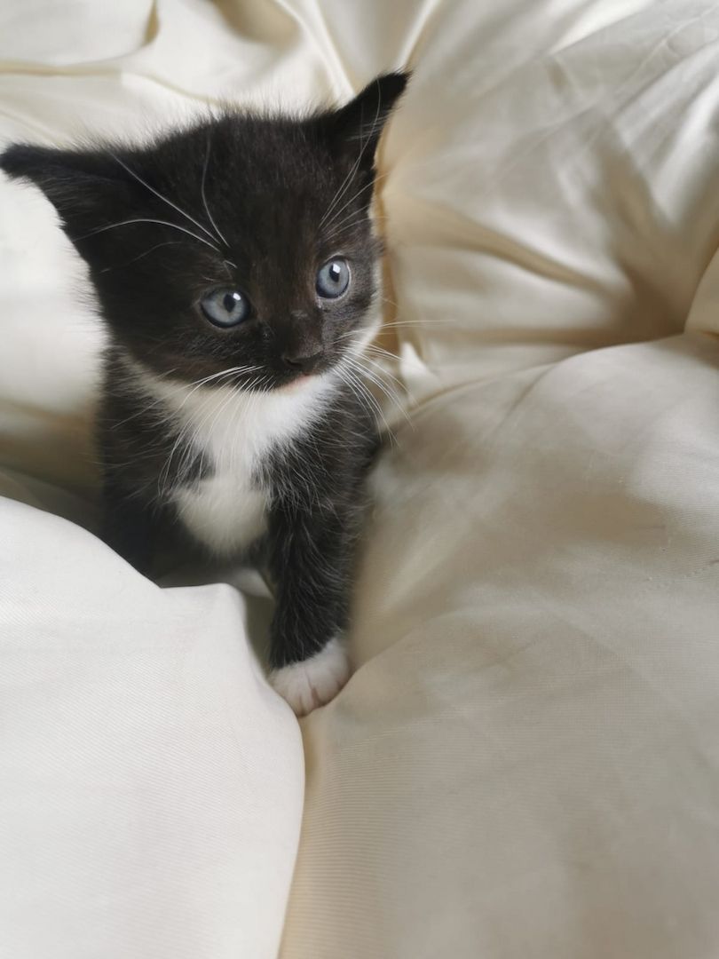 Maine Coon Mix Kitten