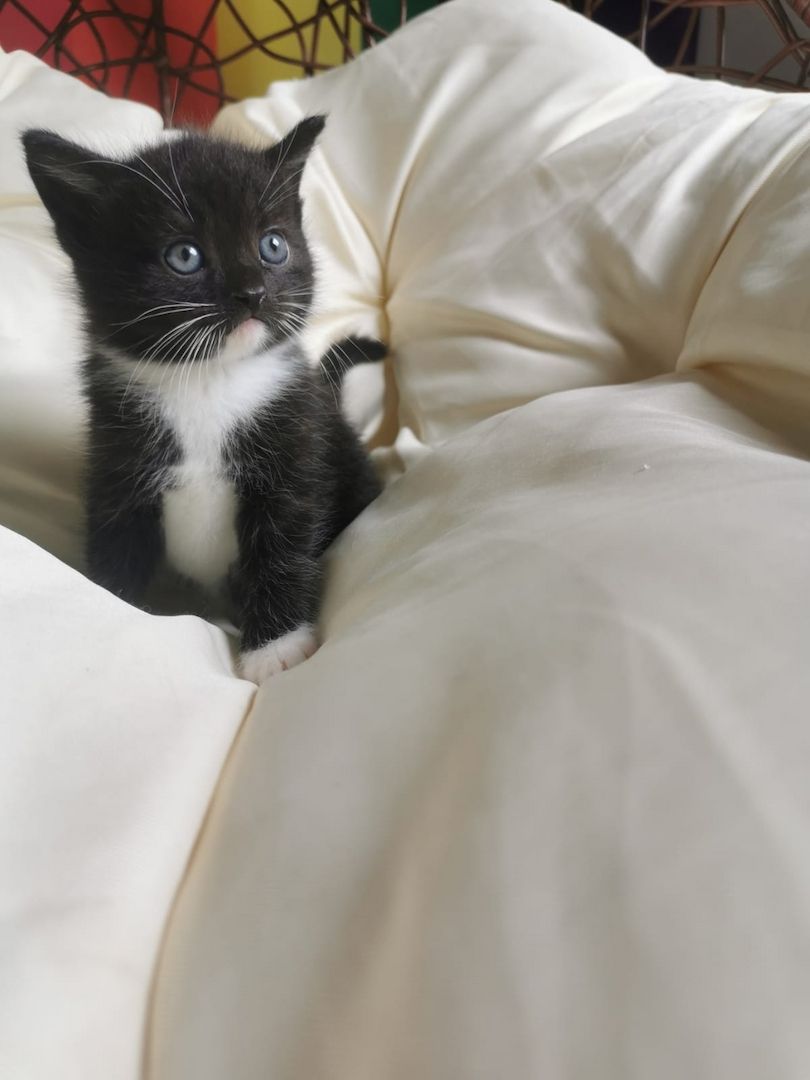 Maine Coon Mix Kitten