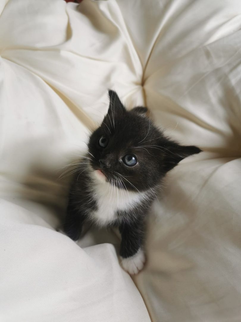 Maine Coon Mix Kitten