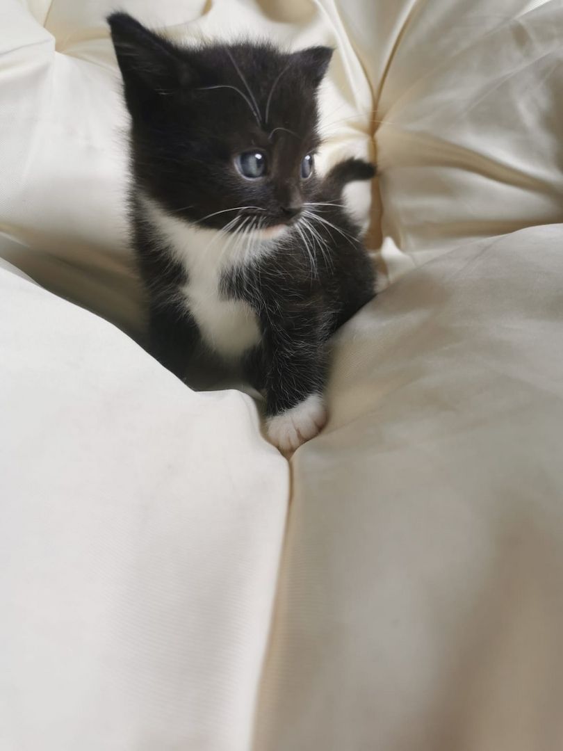 Maine Coon Mix Kitten