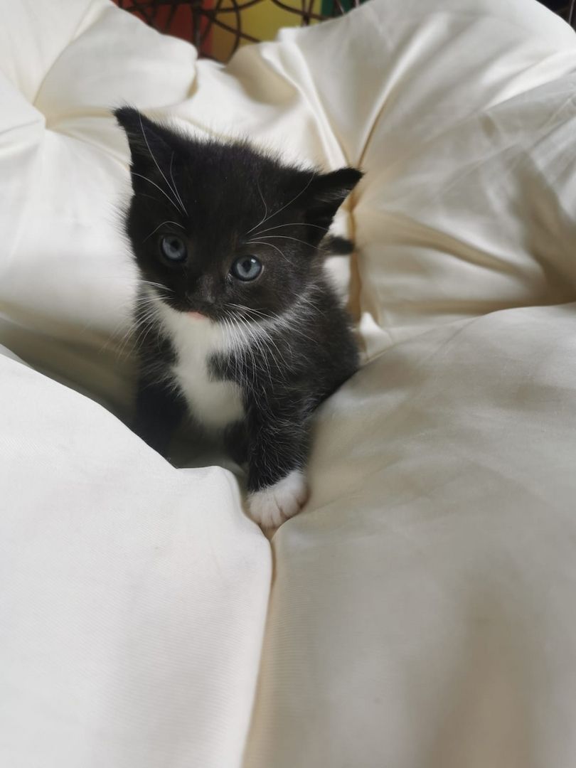 Maine Coon Mix Kitten