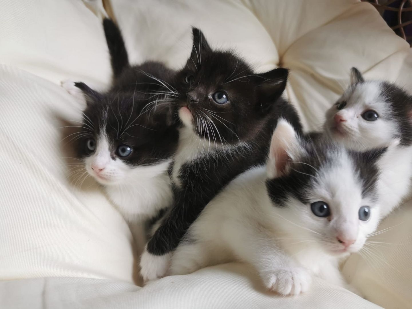 Maine Coon Mix Kitten