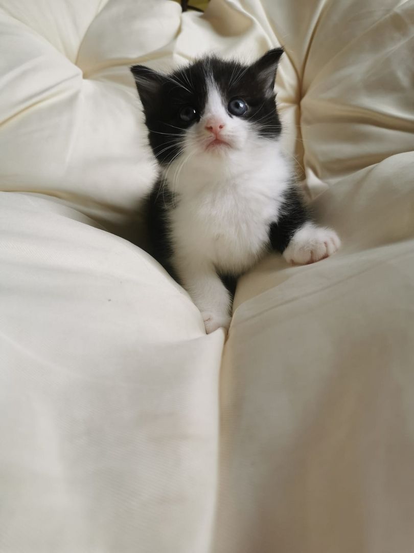Maine Coon Mix Kitten