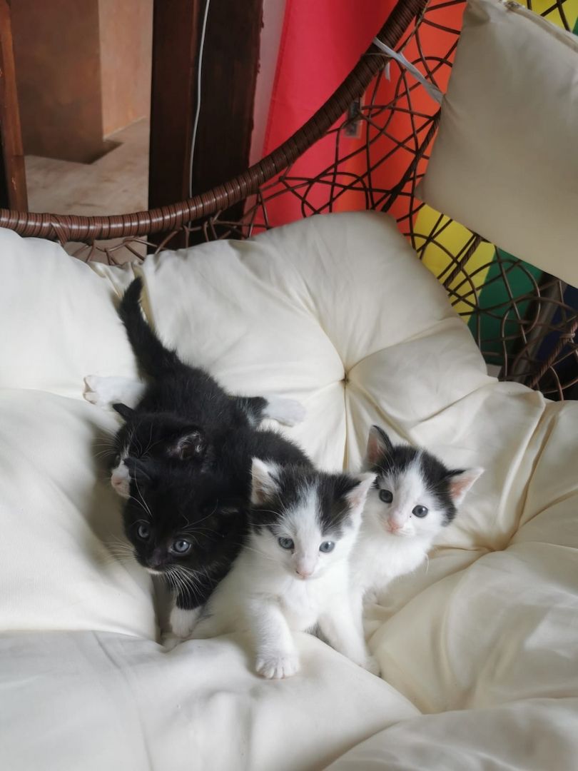 Maine Coon Mix Kitten