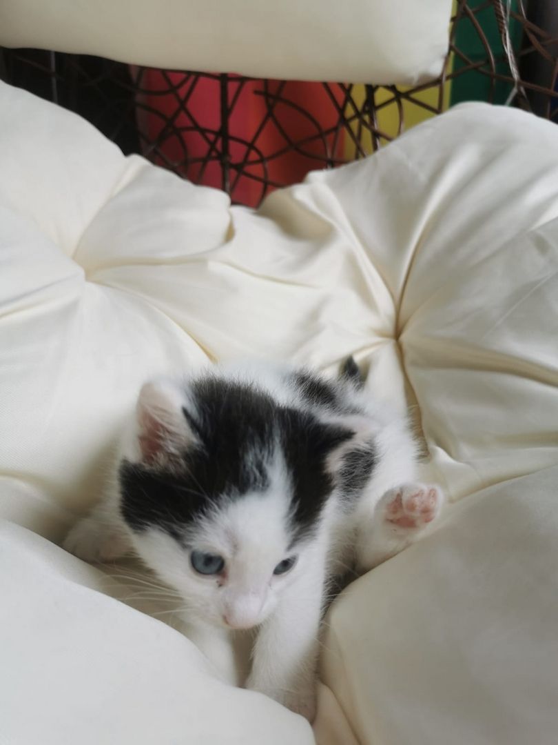 Maine Coon Mix Kitten