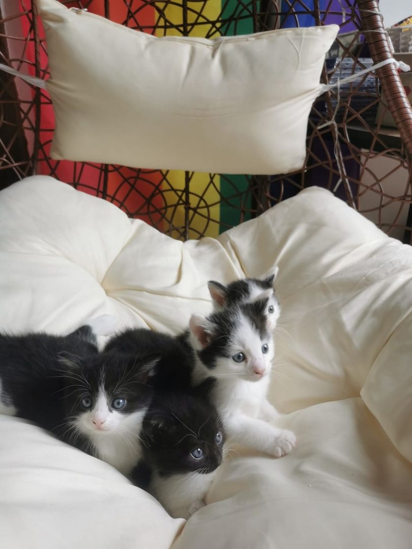 Maine Coon Mix Kitten