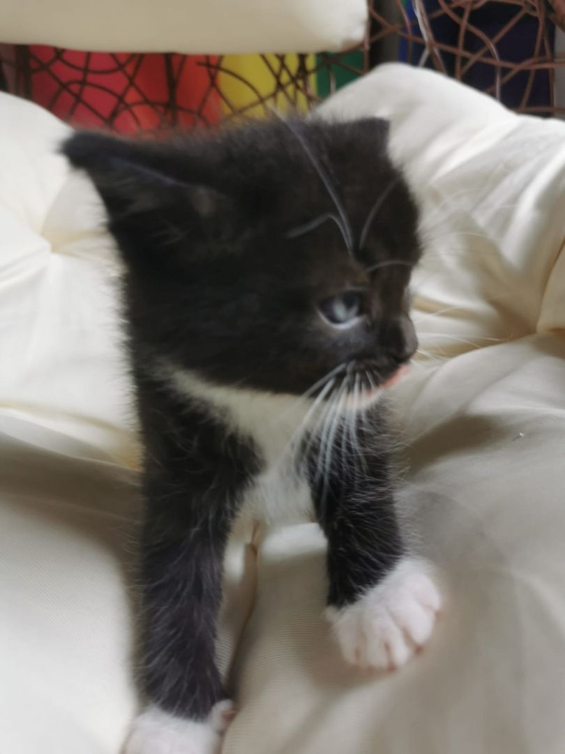 Maine Coon Mix Kitten