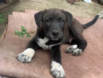 Labrador Mix