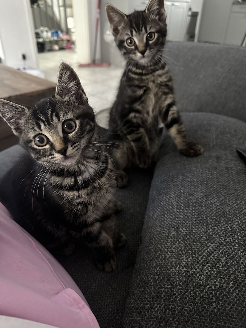 Main Coon x Britisch Kurzhaar Mix