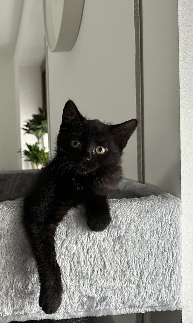 Main Coon x Britisch Kurzhaar Mix