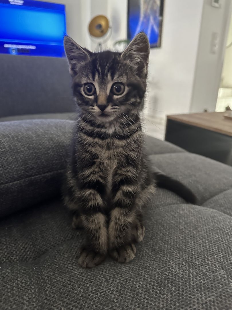 Main Coon x Britisch Kurzhaar Mix