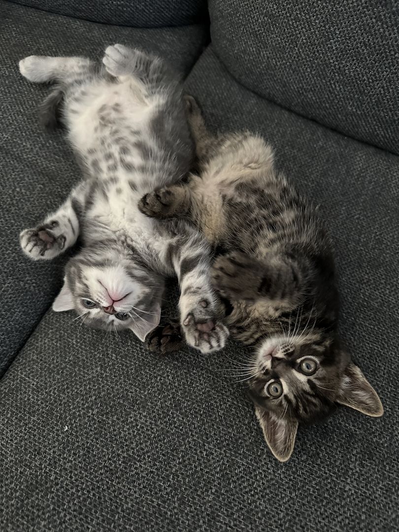 Main Coon x Britisch Kurzhaar Mix