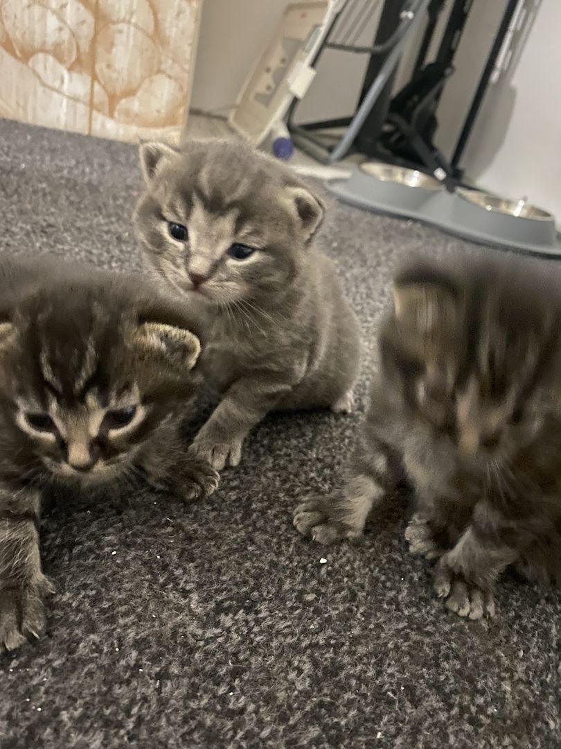 Main Coon x Britisch Kurzhaar Mix