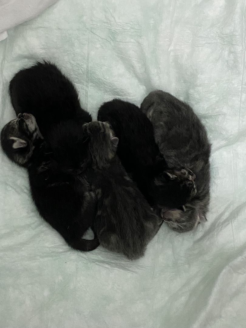 Main Coon x Britisch Kurzhaar Mix