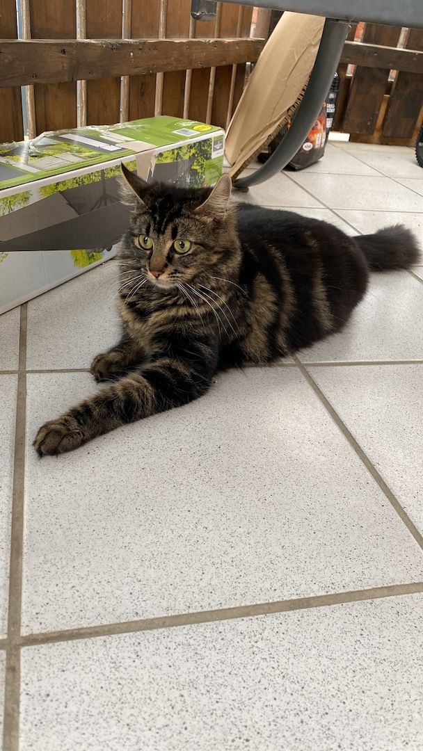 Main Coon x Britisch Kurzhaar Mix