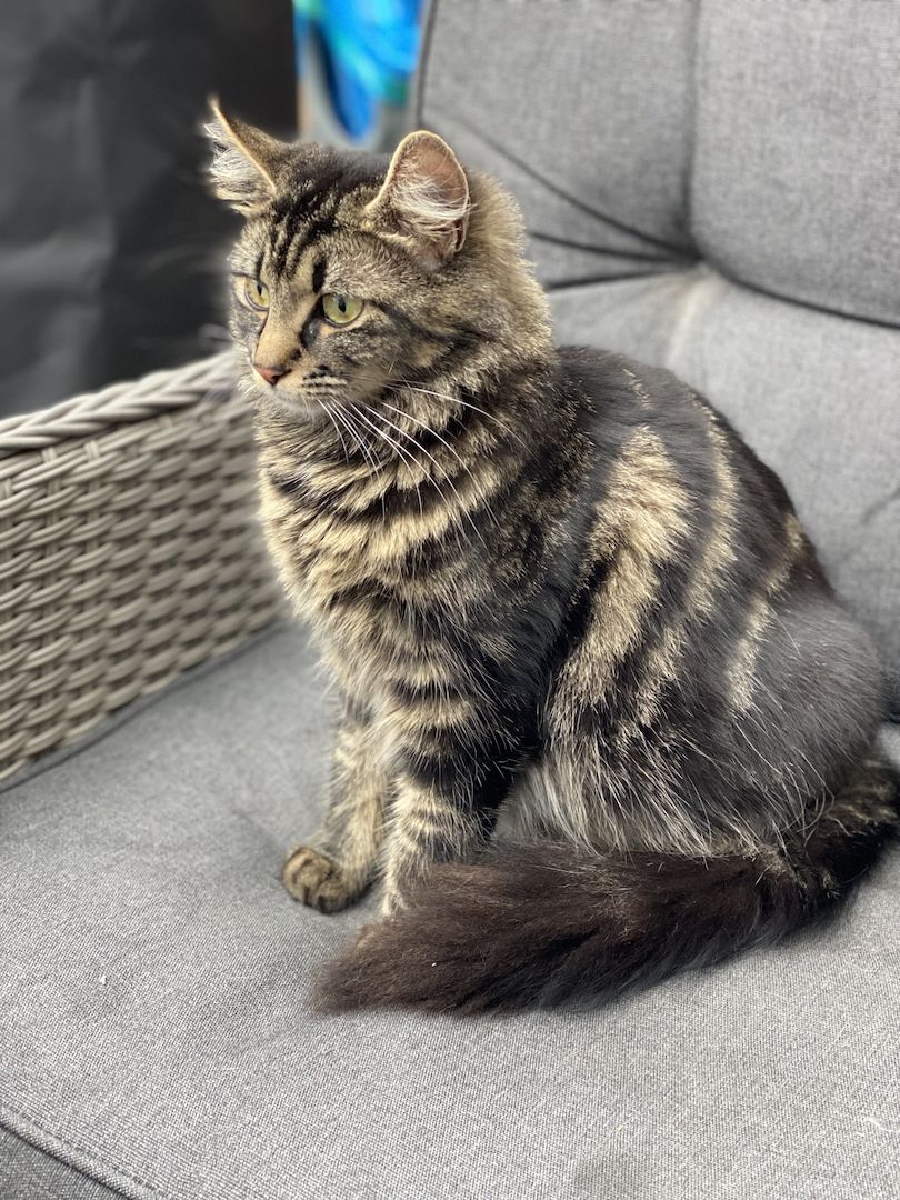 Main Coon x Britisch Kurzhaar Mix