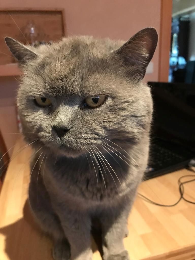 Main Coon x Britisch Kurzhaar Mix