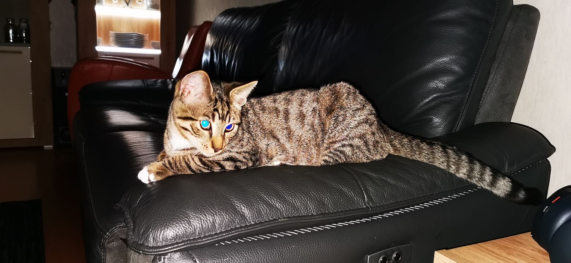 Katter 5 Monate junh