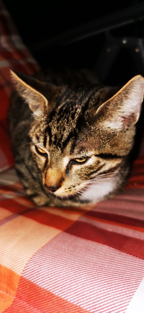 Katter 5 Monate junh