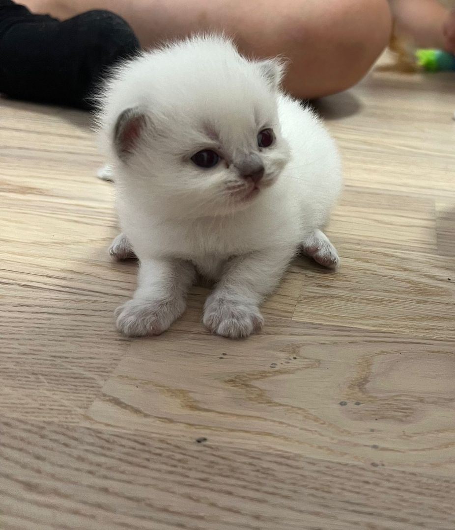 Bkh kitten