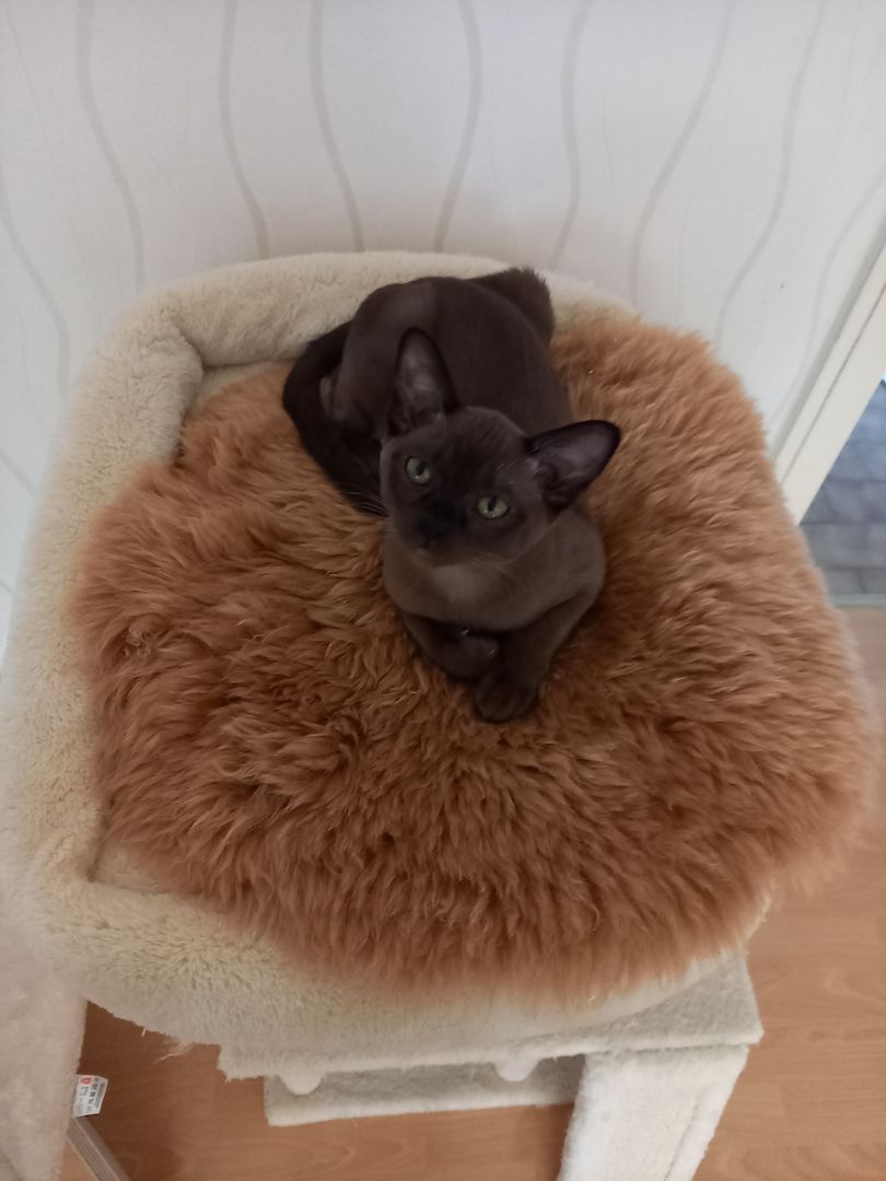 Reinrassige Burma-Kitten/ Weibchen Reinrassige Burma-Kitten/ Weibchen