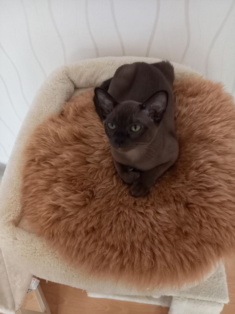 Reinrassige Burma-Kitten/ Weibchen Reinrassige Burma-Kitten/ Weibchen