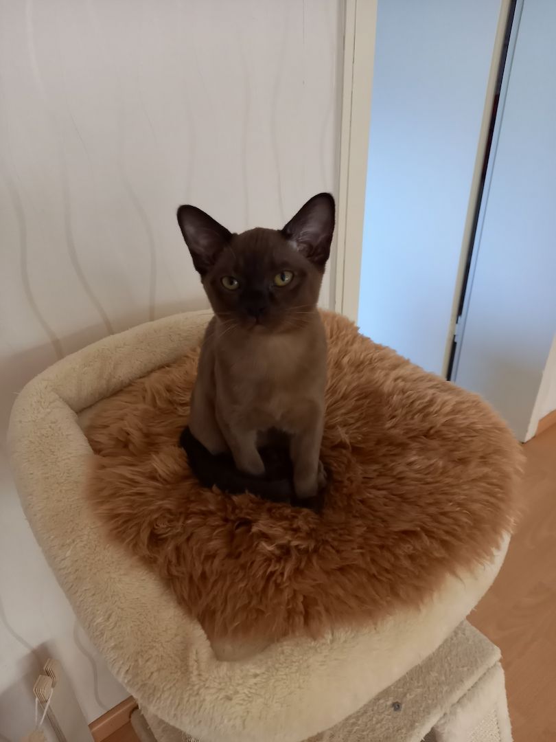 Reinrassige Burma-Kitten/ Weibchen Reinrassige Burma-Kitten/ Weibchen