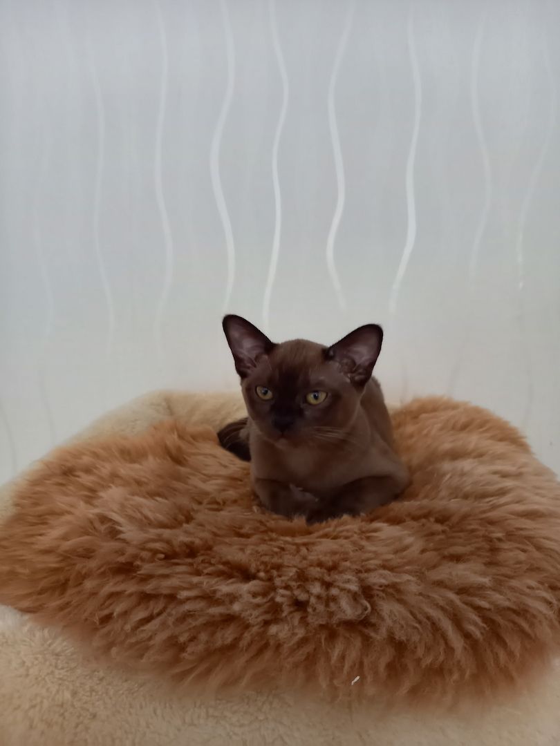 Reinrassige Burma-Kitten/ Weibchen Reinrassige Burma-Kitten/ Weibchen