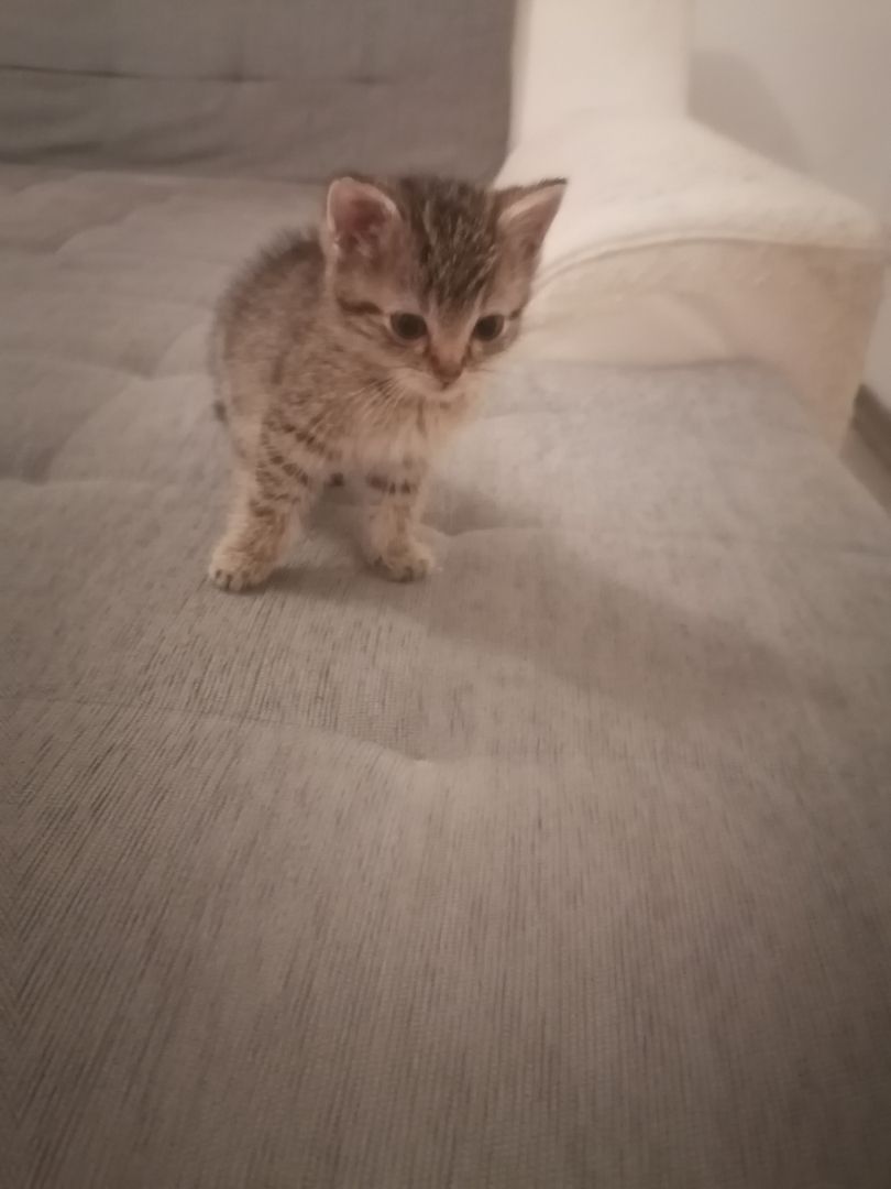 Bkh und ekh Mix kitten 